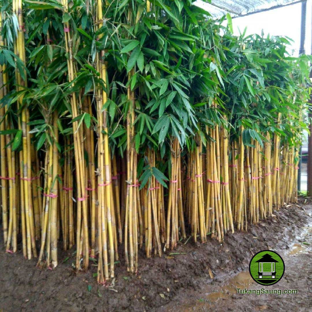 Jual bambu kuning